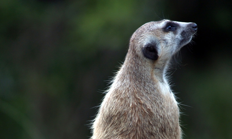 (Animals from Disney Trip) Meerkat; DISPLAY FULL IMAGE.