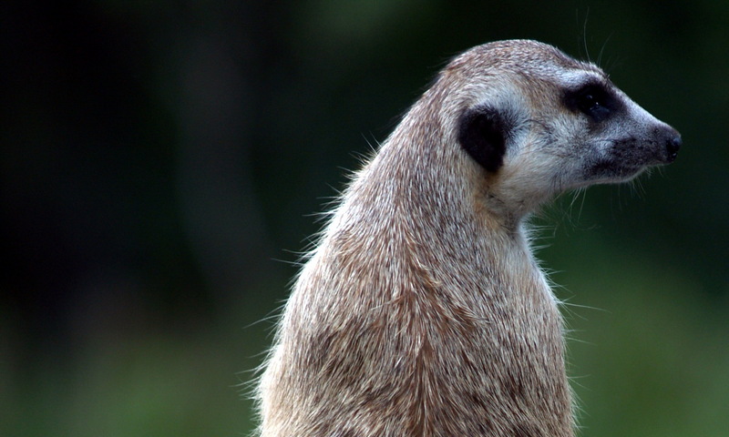 (Animals from Disney Trip) Meerkat; DISPLAY FULL IMAGE.