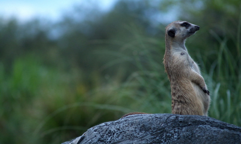 (Animals from Disney Trip) Meerkat; DISPLAY FULL IMAGE.