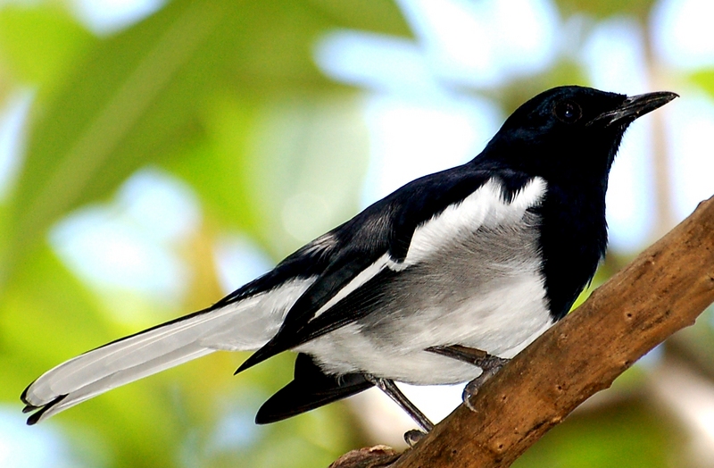 Magpie-Robin of Sri Lanka (II); DISPLAY FULL IMAGE.