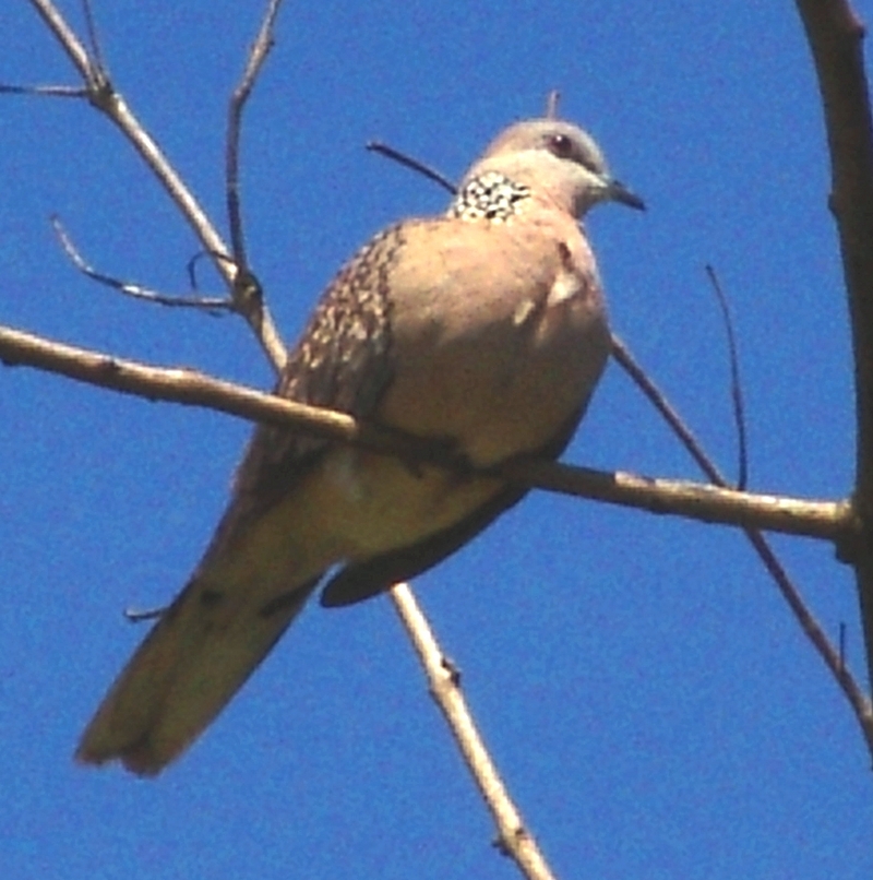 Spotted Dove Sri Lanka; DISPLAY FULL IMAGE.