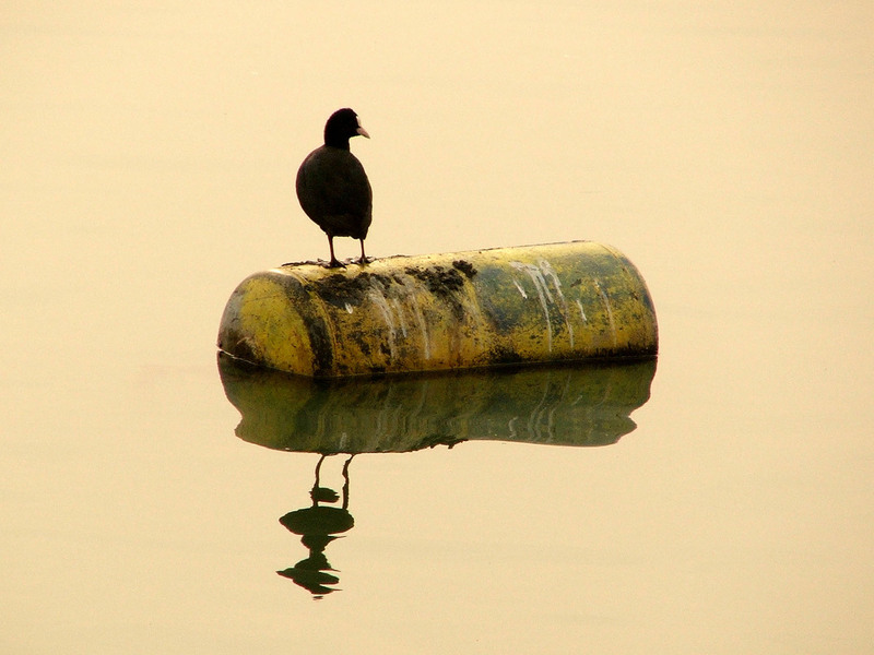 vladan doslic; DISPLAY FULL IMAGE.