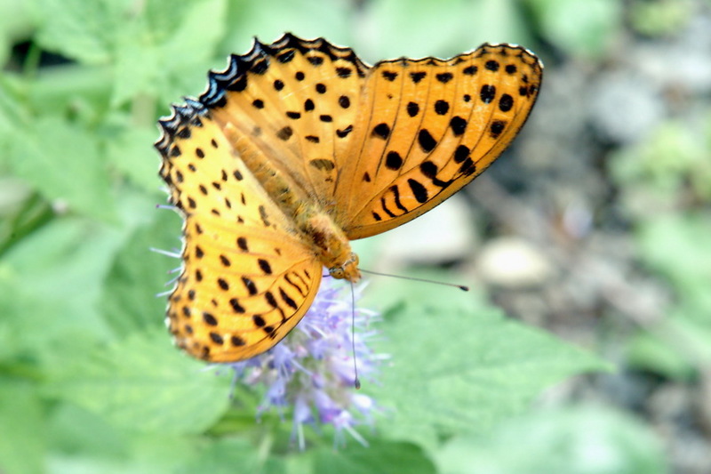 Indian Fritillary male (Argyreus hyperbius) {!--암끝검은표범나비-->; DISPLAY FULL IMAGE.