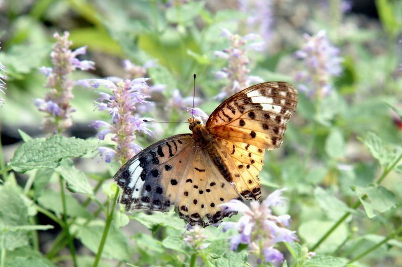 Indian Fritillary female (Argyreus hyperbius) {!--암끝검은표범나비-->; DISPLAY FULL IMAGE.