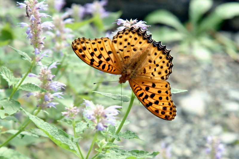 Indian Fritillary male (Argyreus hyperbius) {!--암끝검은표범나비-->; DISPLAY FULL IMAGE.