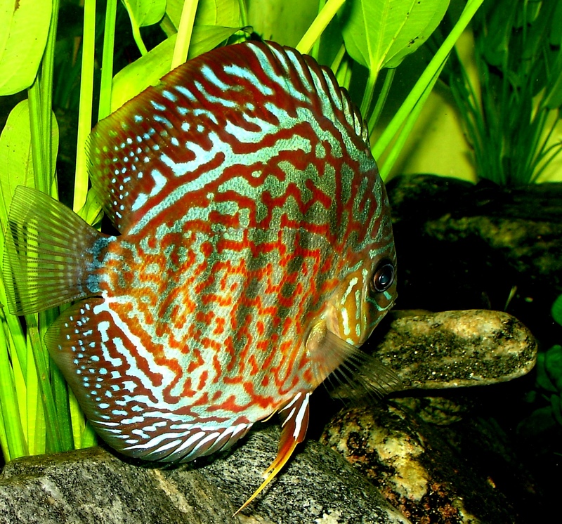 Discus Fish; DISPLAY FULL IMAGE.