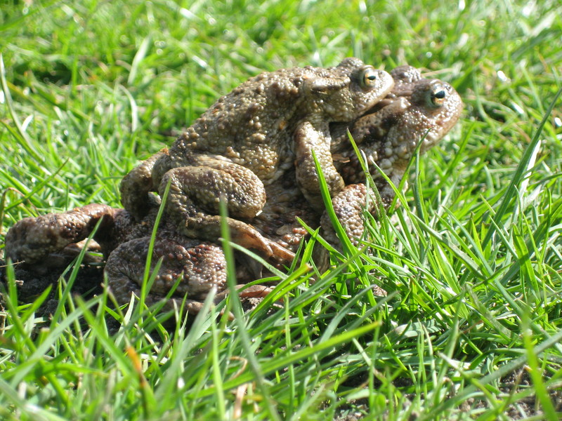 Common Toads; DISPLAY FULL IMAGE.