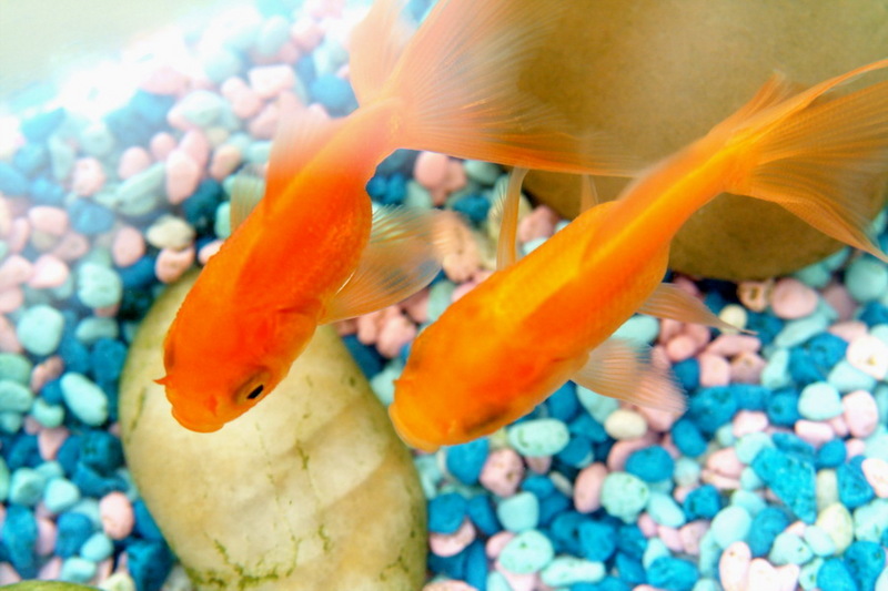 Goldfish (Carassius auratus) {!--금붕어-->; DISPLAY FULL IMAGE.