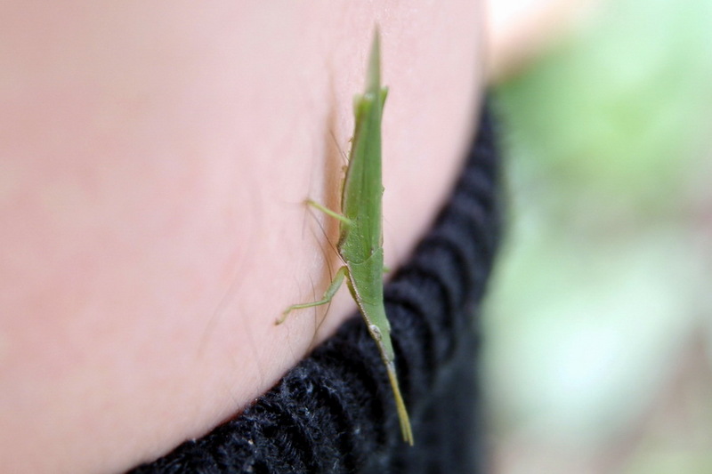 Atractomorpha lata Long-headed Grasshopper{!--섬서구메뚜기-->; DISPLAY FULL IMAGE.