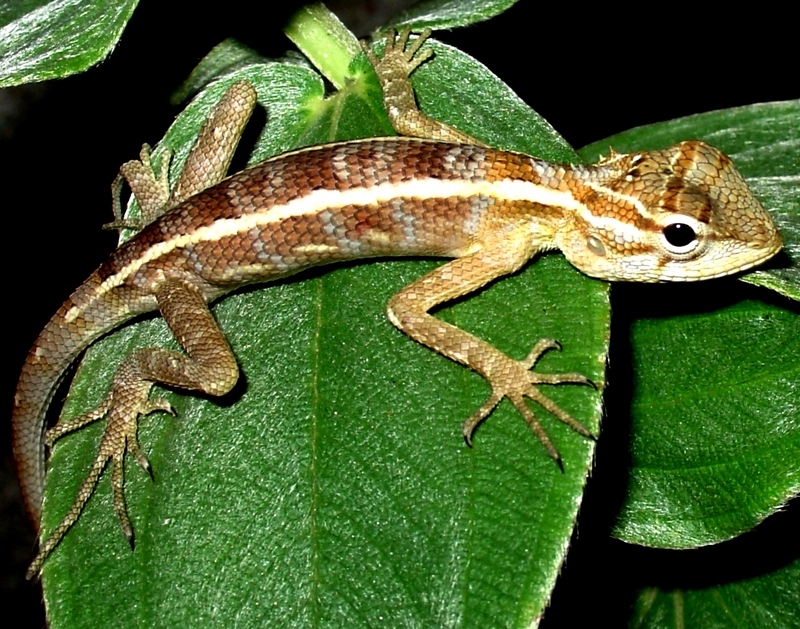 Baby lizard on a leaf; DISPLAY FULL IMAGE.