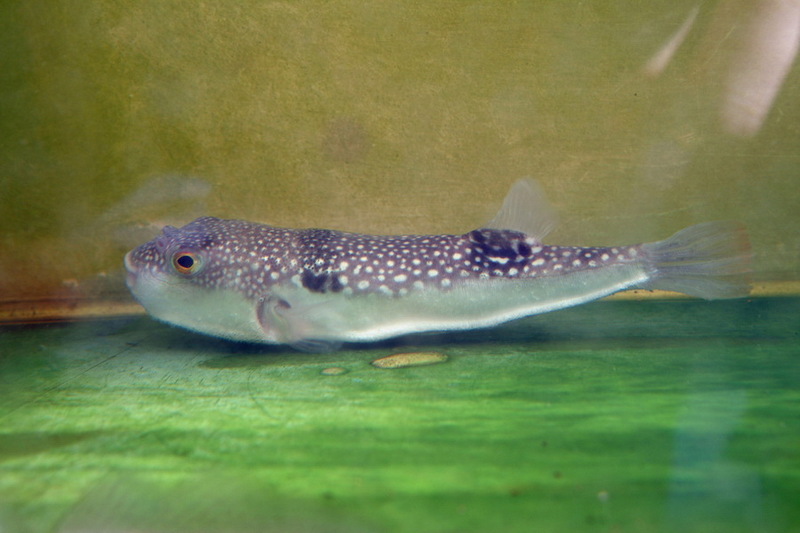 Pufferfish; DISPLAY FULL IMAGE.