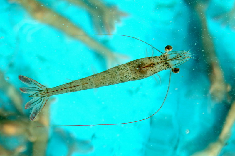 Fleshy Prawn (Fenneropenaeus chinensis) {!--대하(大蝦)-->; DISPLAY FULL IMAGE.