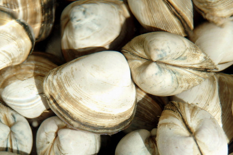 Surf Clam (Mactra veneriformis) {!--동죽조개-->; DISPLAY FULL IMAGE.