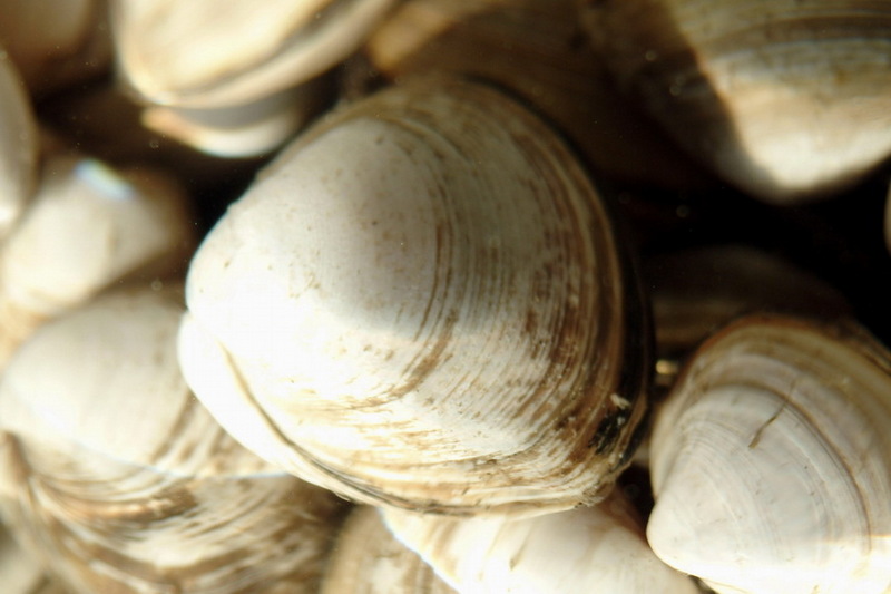 Surf Clam (Mactra veneriformis) {!--동죽조개-->; DISPLAY FULL IMAGE.