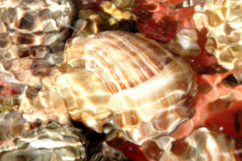 Spiny Turban Shell (Turbo cornutus) {!--소라, 소라고동-->; DISPLAY FULL IMAGE.