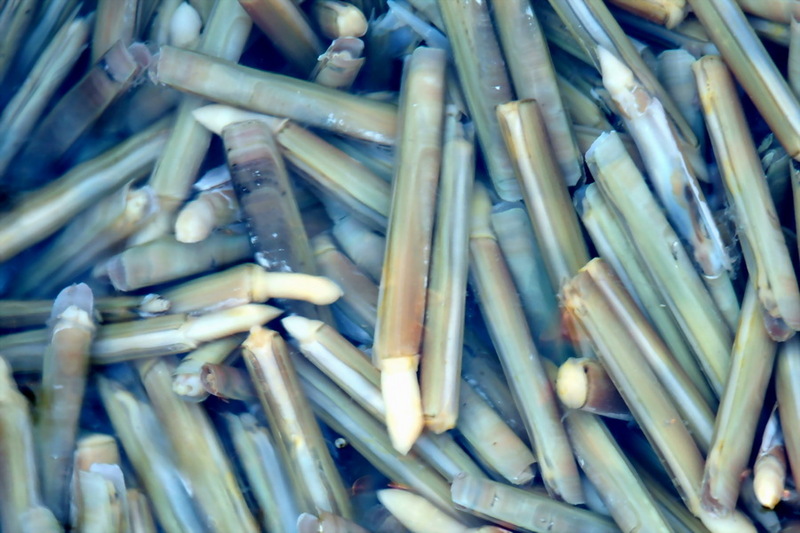 Razor Clam (Solen strictus) {!--맛조개-->; DISPLAY FULL IMAGE.