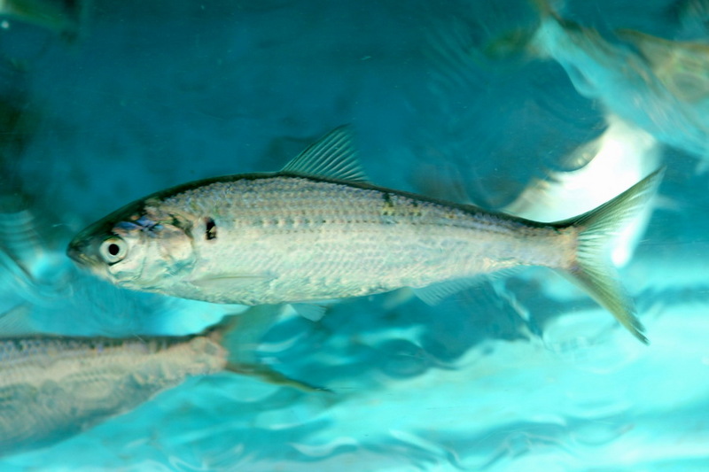 Dotted Gizzard Shad (Konosirus punctatus) {!--전어-->; DISPLAY FULL IMAGE.