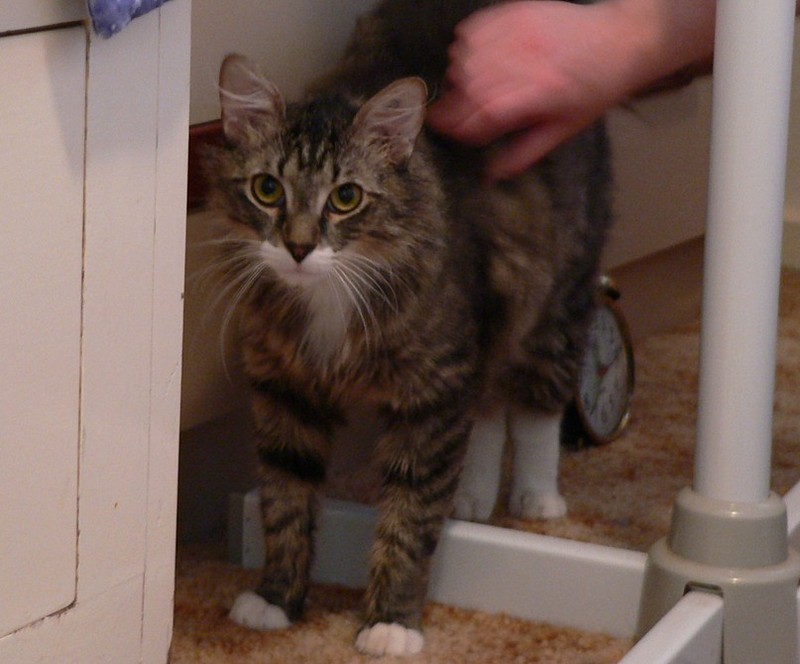 Munkle Toby; DISPLAY FULL IMAGE.