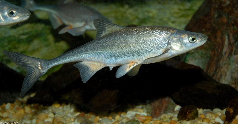 Misc. Critters - Boneytail Chub (Gila elegans) 102sm; DISPLAY FULL IMAGE.