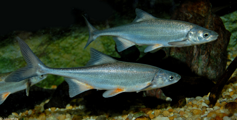 Misc. Critters - Boneytail Chub (Gila elegans) 105; DISPLAY FULL IMAGE.