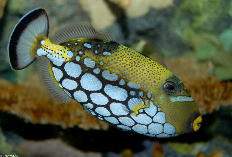 Misc. Critters - Clown Triggerfish (Balistoides conspicillum)119; DISPLAY FULL IMAGE.