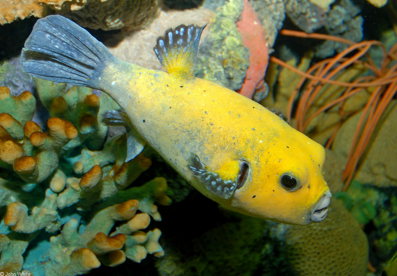 Misc. Critters - Guineafowl Puffer  (Arothron meleagris); DISPLAY FULL IMAGE.