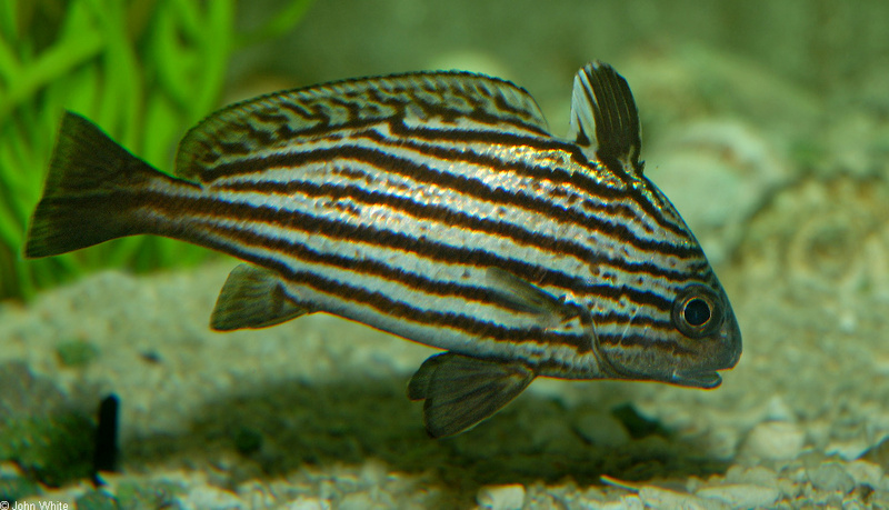 Misc. Critters - High Hat (Equetus acuminatus)114; DISPLAY FULL IMAGE.
