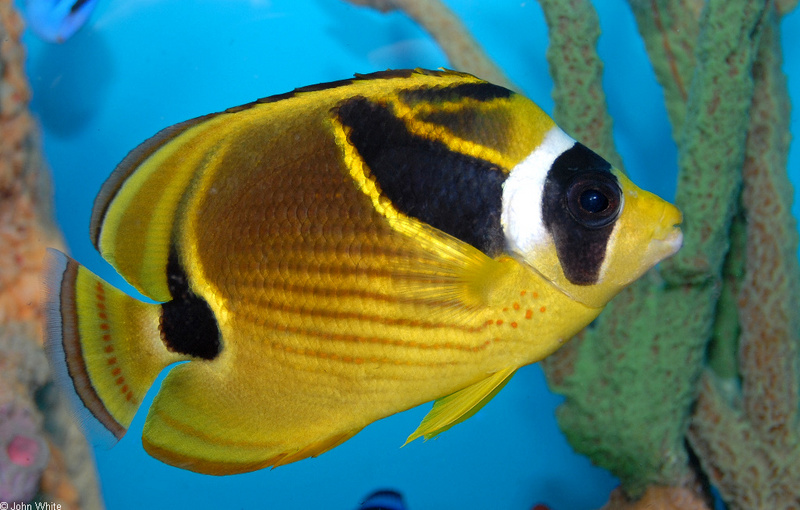 Raccoon Butterflyfish (Chaetodon lunula); DISPLAY FULL IMAGE.