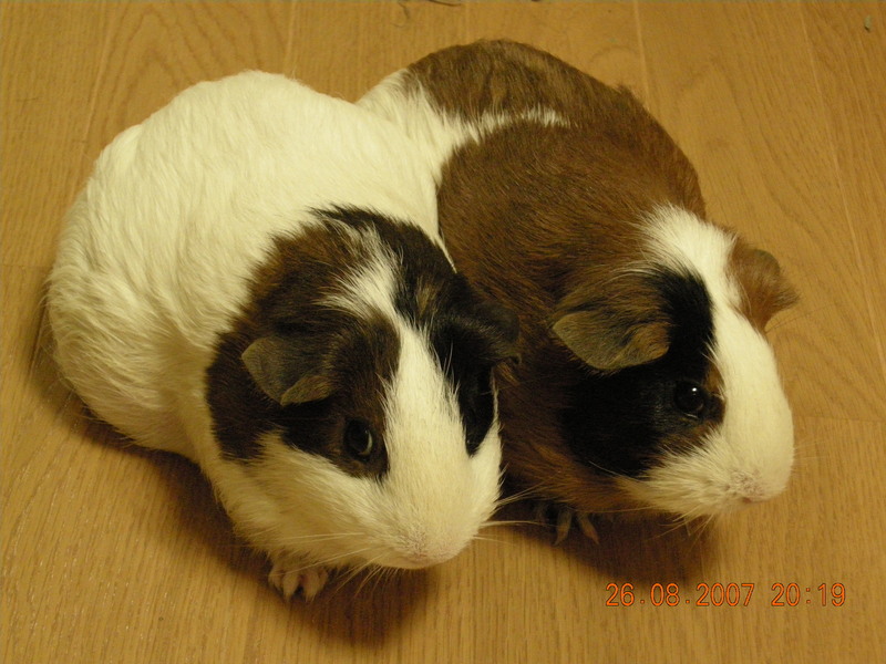 My Guinea pigs; DISPLAY FULL IMAGE.