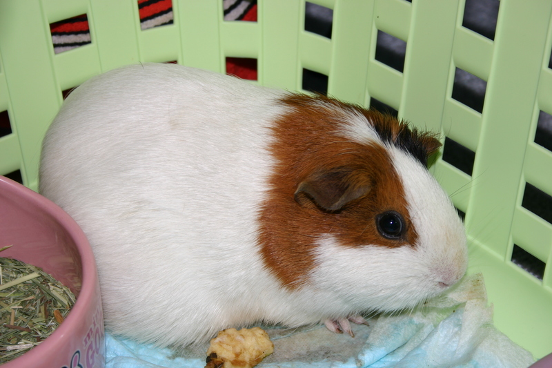 My guinea pigs; DISPLAY FULL IMAGE.