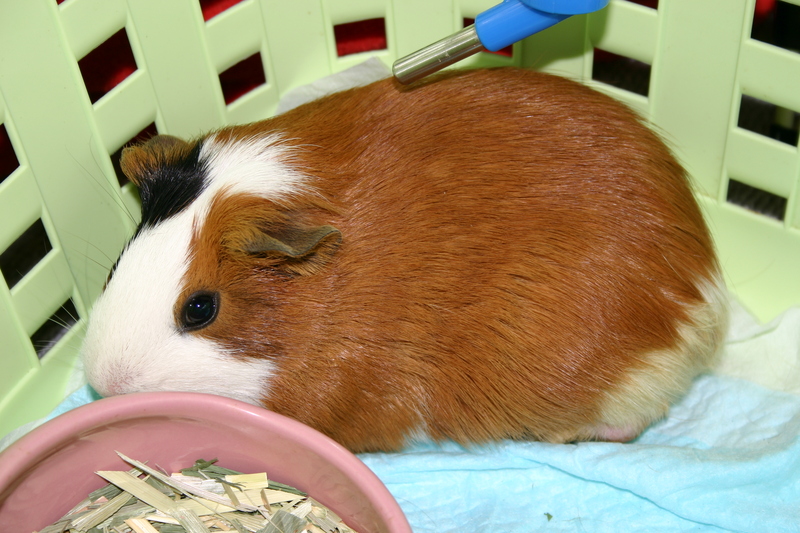 My guinea pigs; DISPLAY FULL IMAGE.