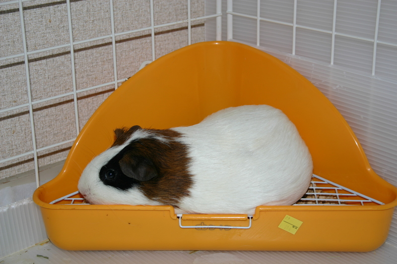 My guinea pigs; DISPLAY FULL IMAGE.