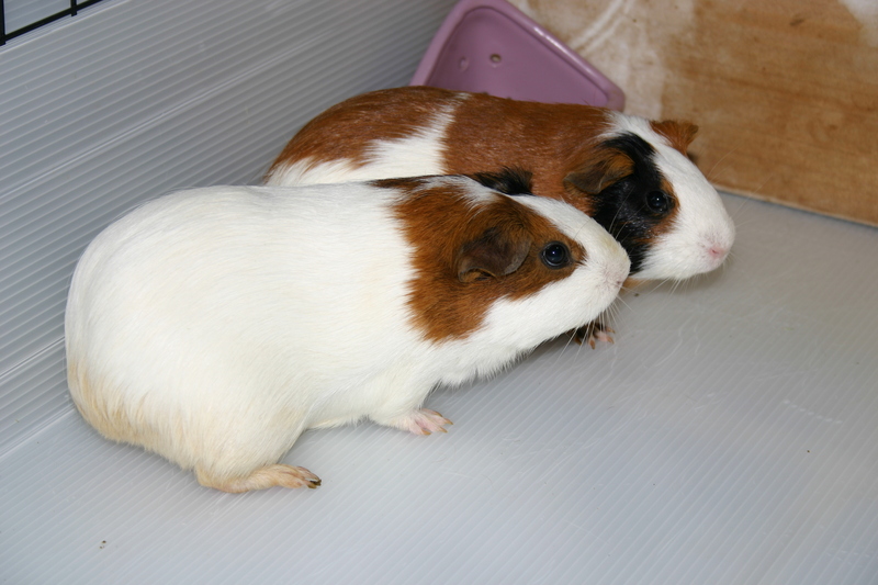 My guinea pigs; DISPLAY FULL IMAGE.