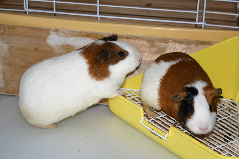 My guinea pigs; DISPLAY FULL IMAGE.