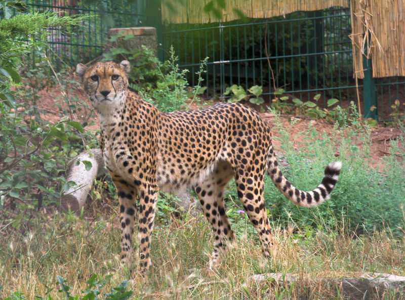 Acinonyx jubatus soemmeringii; DISPLAY FULL IMAGE.