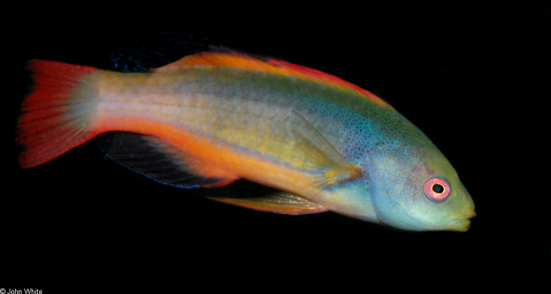 Some Fishes - Thalassoma???; DISPLAY FULL IMAGE.