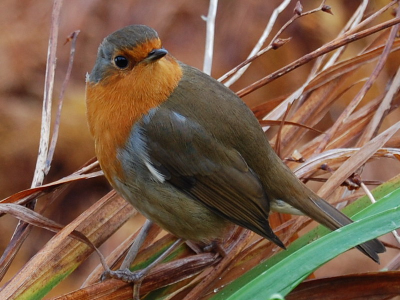 Robin; DISPLAY FULL IMAGE.