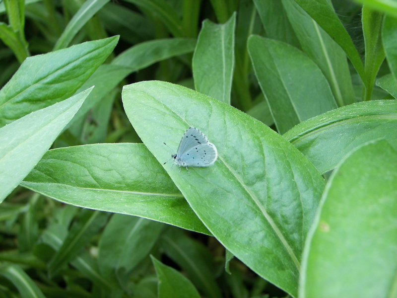Butterfly - Vlinder; DISPLAY FULL IMAGE.