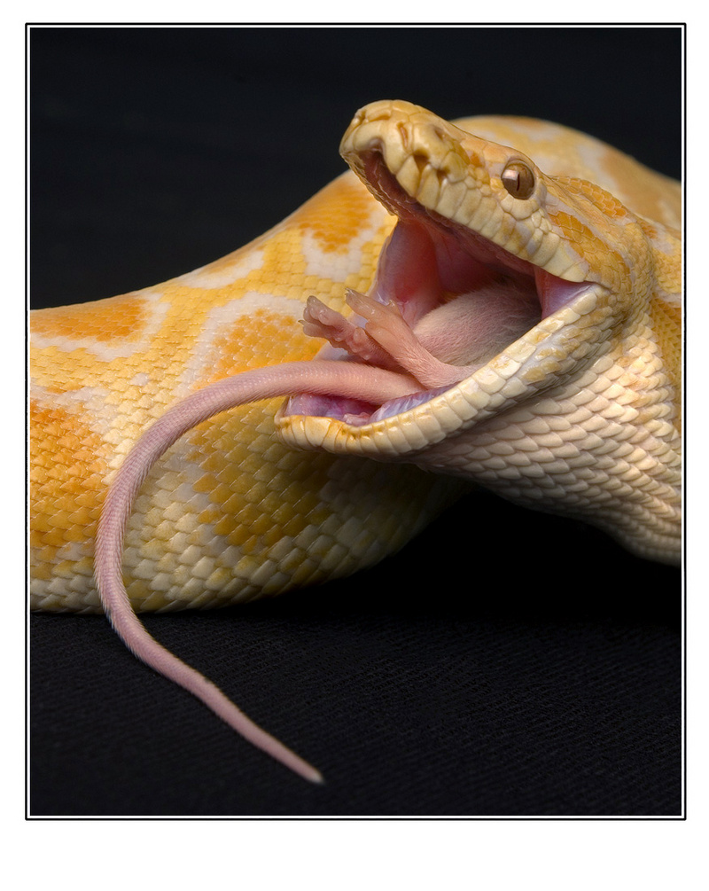 Burmese albine phyton (Phyton molurus bivittatus); DISPLAY FULL IMAGE.