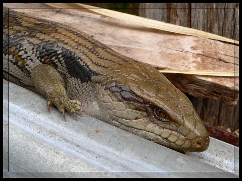 Bluetongue lizard; DISPLAY FULL IMAGE.