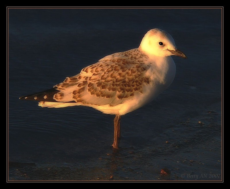 Silver gull; DISPLAY FULL IMAGE.