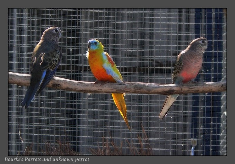 Bourke's Parrots & etc; DISPLAY FULL IMAGE.