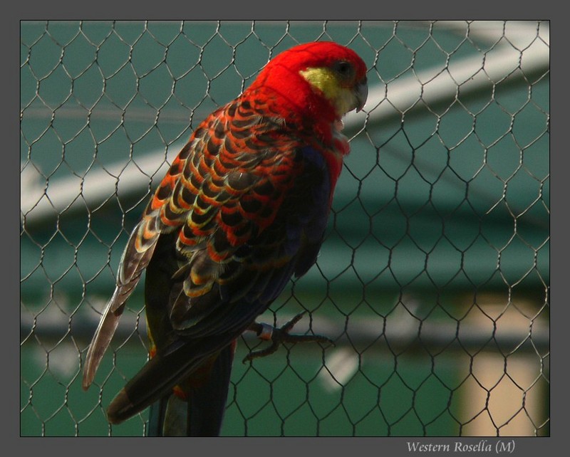 Western Rosella; DISPLAY FULL IMAGE.