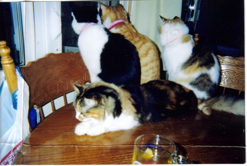 my cats; DISPLAY FULL IMAGE.