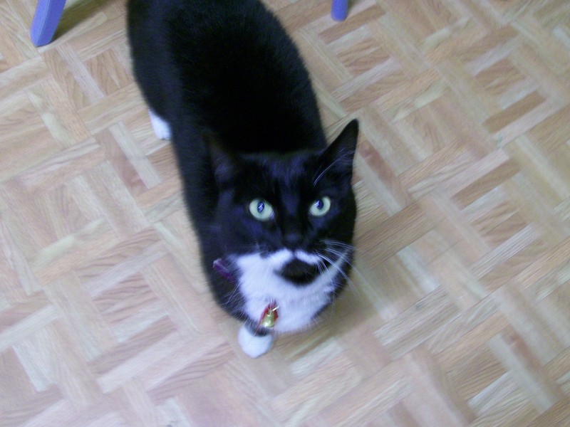 my cat!; DISPLAY FULL IMAGE.