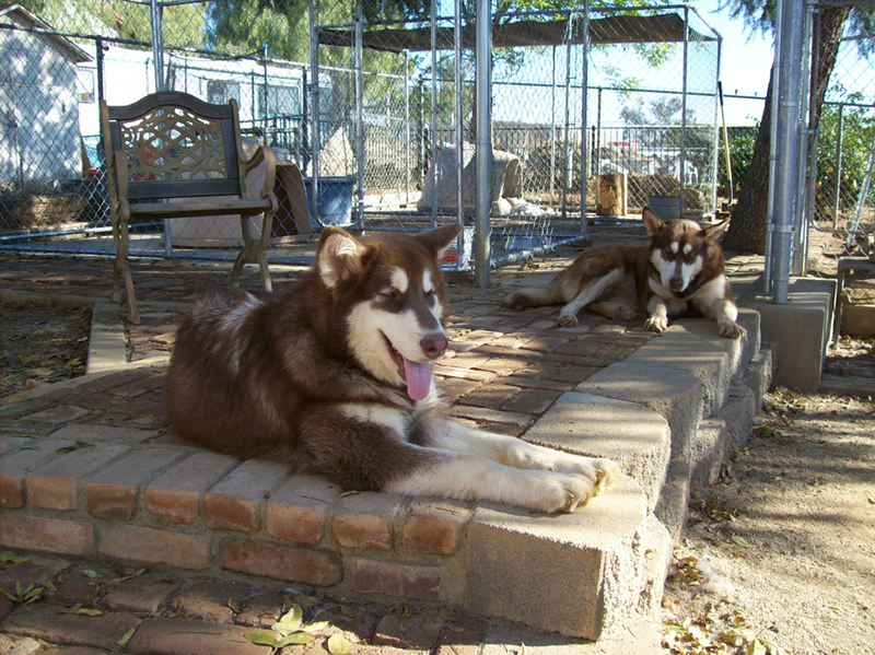 Alaskan Malamute - Kiowa; DISPLAY FULL IMAGE.