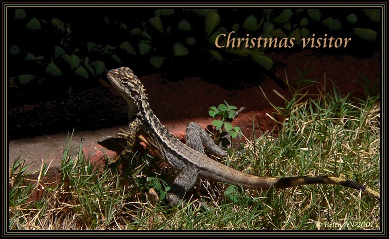 Christmas visitor; DISPLAY FULL IMAGE.