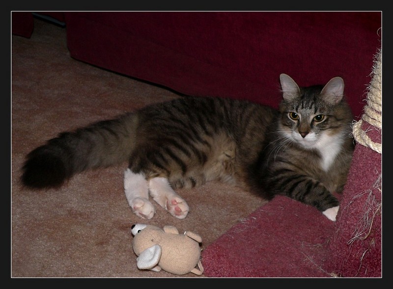 Toby at ease; DISPLAY FULL IMAGE.