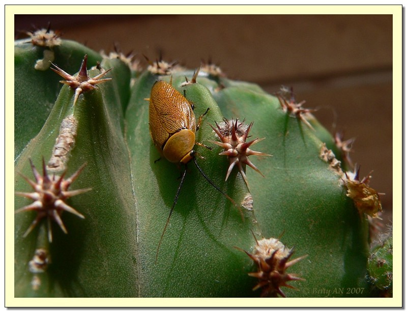 pretty cockroach; DISPLAY FULL IMAGE.