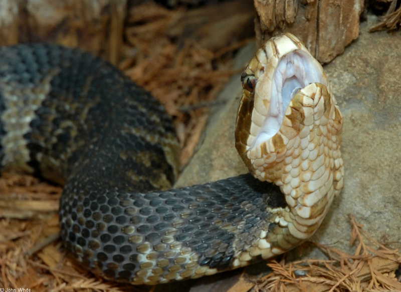 Eastern Cottonmouth (Agkistrodon piscivorus piscivorus)501; DISPLAY FULL IMAGE.